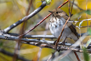 A Beautiful Swainson's Thrush Fledgling Perched on a Branch