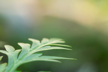 Leaf from the lower left corner of the image. Some focus of leaves Have a blurred background.
