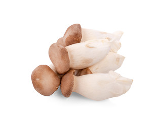 King oyster mushroom Pleurotus eryngii on white background