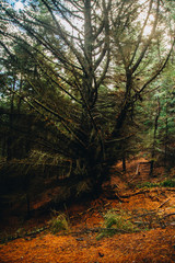 New Zealand, Queenstown, Hill