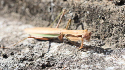 Tenodera sinensis Mantis Chinese Mantid