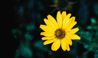 Arnica flower blossom on a dark green background. Close up.