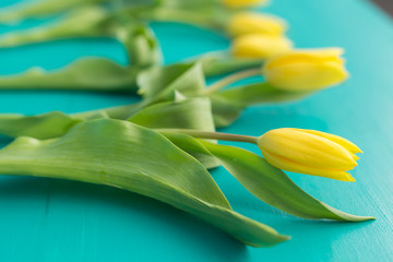 Nature, holidays and flower concept - Beautiful yellow tulips on turquoise background
