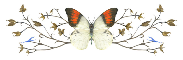 Nature design vignette with butterfly Hebomoia and plants