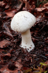 toadstool mushroom