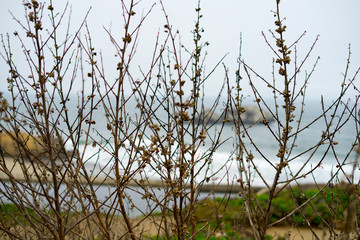Obraz premium The view in Lands End, San Francisco. summer , cloud , rock , plant, sea