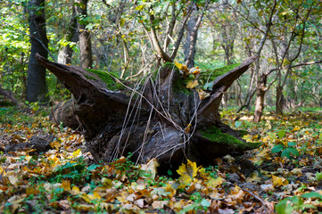 forest miracle