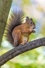 The squirrel sitting in the branch of a tree in the park on the warm and sunny autumn  day. The squirrel is eating a nut holding it between his paws on the background of green leaves