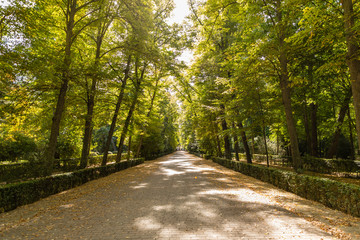 Fototapeta premium Garden of the prince in Aranjuez in the vicinity of the royal palace.
