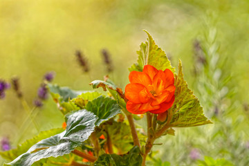 gelb, rot, orangefarbene begonienblüte