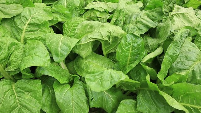 silverbeet plants in growth at garden