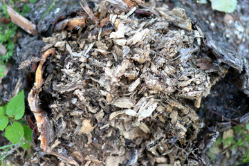 Surface of the old rotten stump as a texture