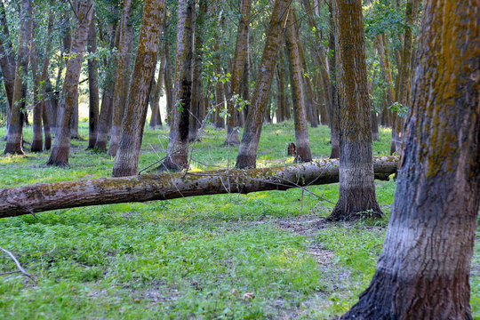 Fototapeta Fallen poplar tree in the middle of the poplar forest at summer time