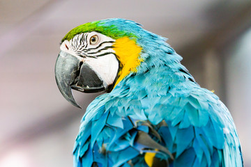 Severe Macaw Parrot,Close up The Chestnut fronted Macaw
