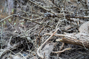 The view in Lands End, San Francisco. summer , cloud , rock , plant, sea