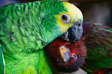 Severe Macaw Parrot,Close up The Chestnut fronted Macaw