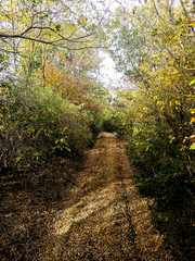 Fototapeta premium Path through forest in autumn cloudy day