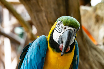 Severe Macaw Parrot,Close up The Chestnut fronted Macaw