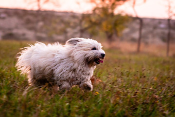 Little White Dog Running on an Autumn Meadow