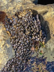 Tide Pool