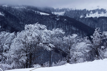 Winter in the mountains, snowy trees with frost, beautiful background