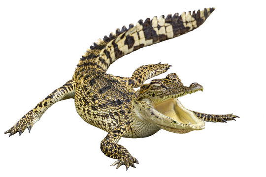 Crocodile with isolated white background