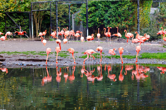 Beautiful pink flamingos in bird zoo park in Walsrode, Germany. Interesting park for families, children and school excursion trips.