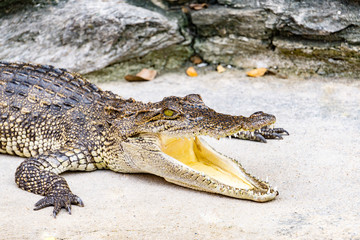 Crocodile in nature,Dangerous animals.