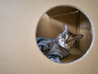 Siamese  cat in cardboard box