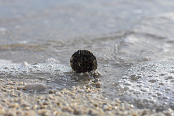 Little black sea shell at the sand beach