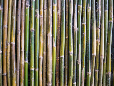 various color bamboo background