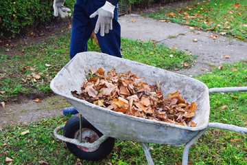 Hands throwing dry leaves old metal wheelbarrow in autumn day.  Seasonal work and backyard cleaning concept.