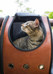 Tabby cat in traveler backpack  capsule