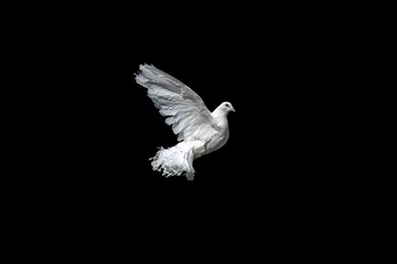 Crédence de cuisine en verre imprimé Paon The dove is white isolated on black. Pigeon Peacock in graceful flight. 