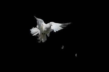 Plakat Dove is white isolated on black. Pigeon Peacock in graceful flight. 