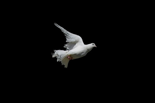 The white dove isolated on a black background. Pigeon Peacock in graceful flight. 