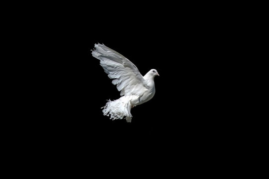 The dove is white isolated on black. Pigeon Peacock in graceful flight. 