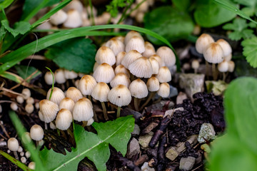 Small white umbrella like mushrooms growing in thick dark green grass.