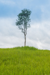 Fototapeta na wymiar A natural green grass and tree texture background.