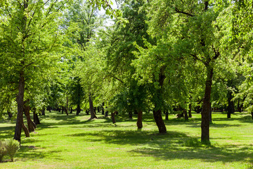 Fototapeta na wymiar park deciduous trees