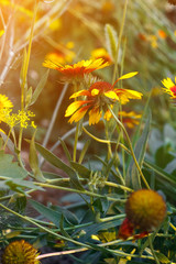 Obraz premium Beautiful bright flower rudbeckia on blooming green meadow