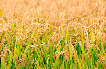 The golden rice is in the rice field