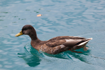 Duck in the Lake Thun, Canton of Bern, Switzerland