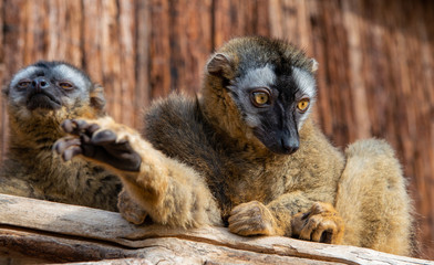 two brown lemurs in zoo