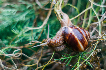 Brown big snail slowly crawling on green grass
