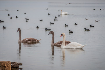 Wild swans and ducks on the pond in rainy weather. Saki, Crimea, Russia.