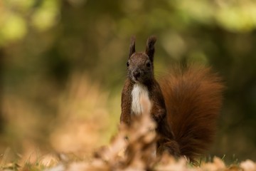 Eichhörnchen im Schlosspark Charlottenburg in Berlin 