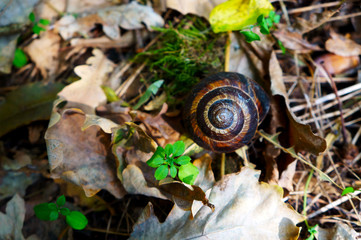 snail