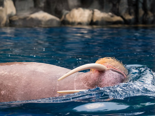 walrus animal swim in the water