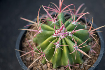 macro view of small barrel cactus